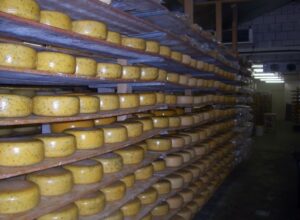 Cheese farm at Texel