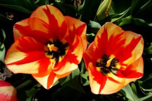 Tulips Flowers and Blooming Plants