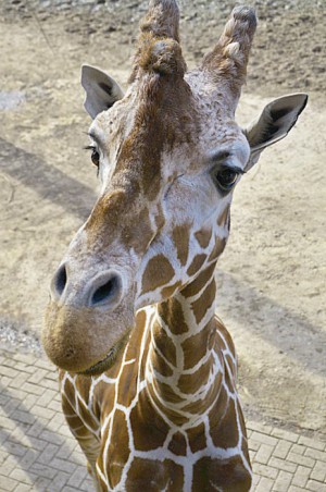 Giraffe - Zoos in the Netherlands