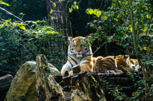 Zoos in Holland. Tiger with pups in Amersfoort. A beatiful Zoo near Utrecht.