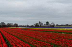 Must See the Blooming Tulip Fields in Holland.
