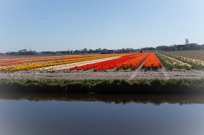 Blooming Tulip Fields in Holland. Visit Dutch Bulb Fields.