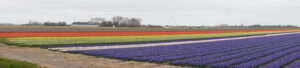 Things to do in Den Helder, Holland. Blooming Tulip fields near the village Zijpe.