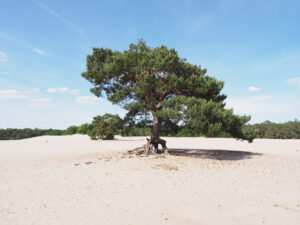 By bike through National Park in the Netherlands to the Military Museum and the Zoo Lonely tree on sand dunes of Soest