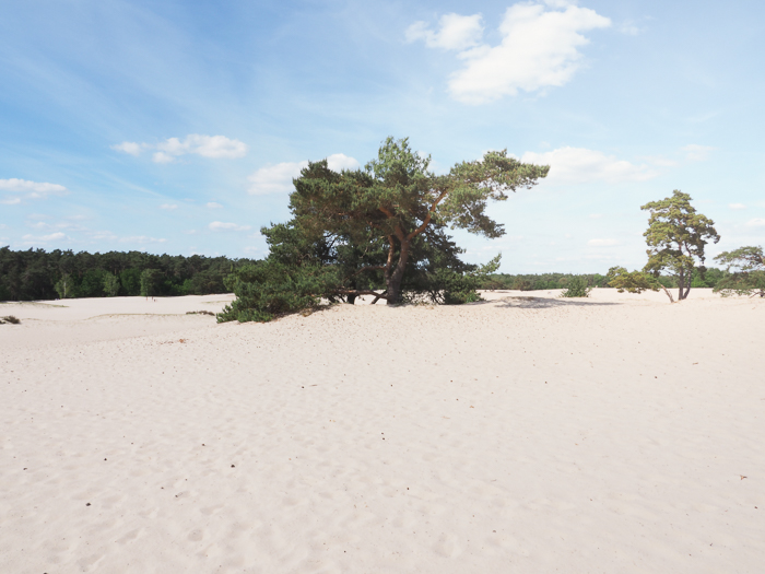 By bike through National Park in the Netherlands to the Military Museum and the Zoo. Sand dunes in Soest