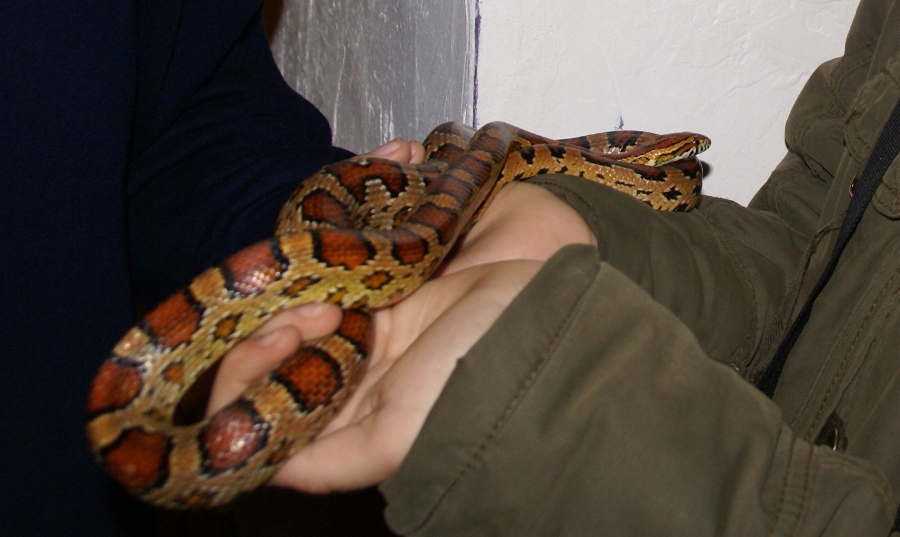 Snake - Zoos in the Netherlands