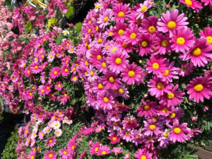 Asters - Flowers and Blooming Plants
