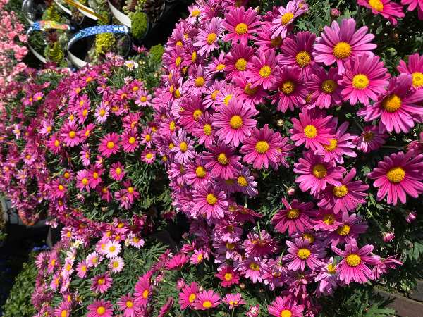 Flowers in the Netherlands. Autumn flowers: the Aster.