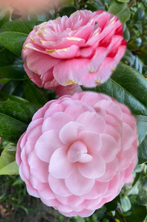 Camelia Japonica - Flowers - Blooming Plants