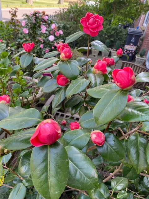 Camelia Red - Flowers - Blooming Plants