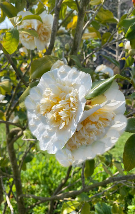 Camelia-White - Flowers - Blooming Plants