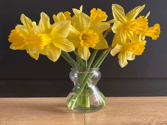 Flowers in the Netherlands: Daffodils