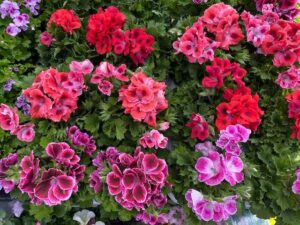 Geranium - Flowers - Blooming Plants