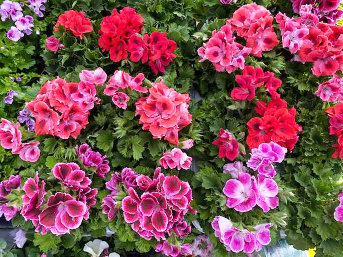 Geraniums - Flowers and Blooming Plants