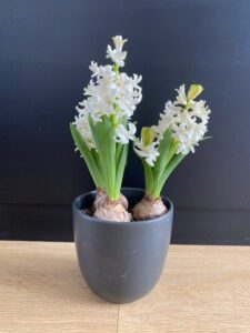 Hyacinth - Flowers and Blooming Plants