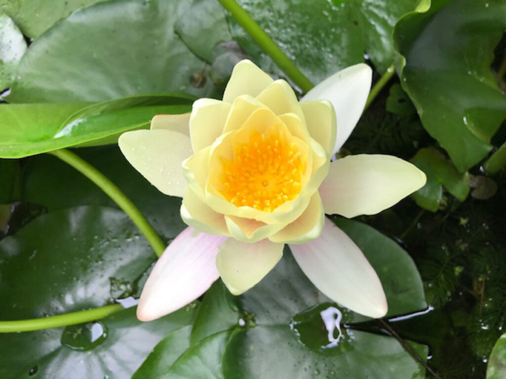 Water Lily - Flowers and  Blooming Plants