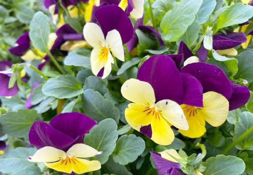 Violets - Flowers and Blooming Plants