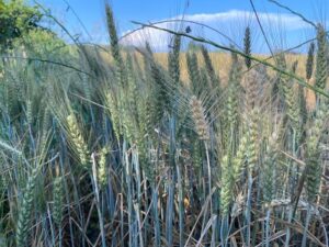 Dutch Food Recipes - Grain Wheat