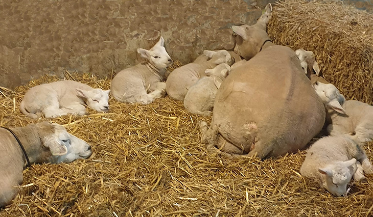 Newborn lambs in Holland