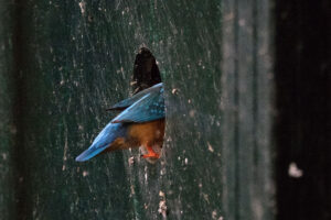 Kingfisher - Photo Kleurrijk Fotografeert
