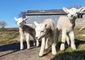 Lambs Day