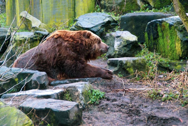 Bears - Zoos in the Netherlands
