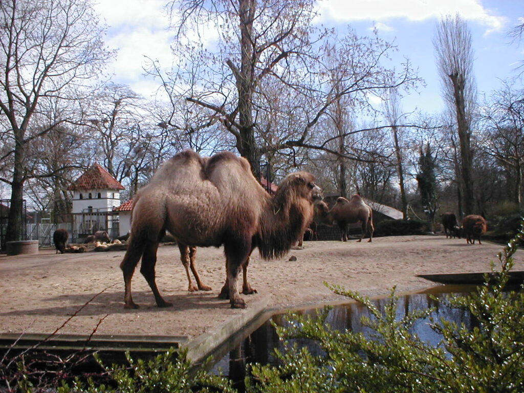 Camel - Zoos in the Netherlands