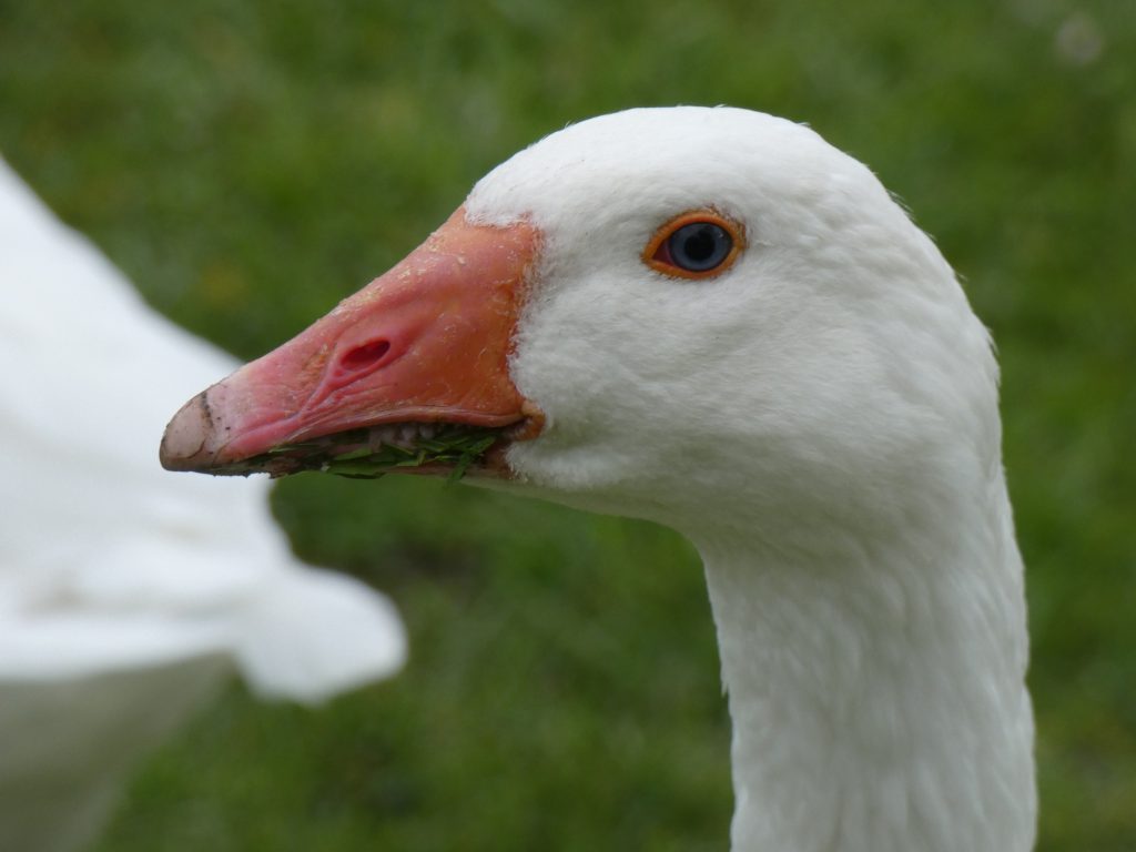 Birdwatching goose