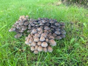 Mushroom - National Park - Dutch Woods - Forests