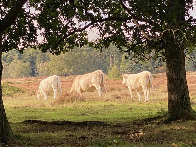 Lage Vuursche 
Dutch Woods 
Forest 
