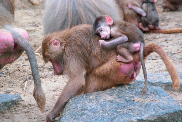 Monkeys - Zoos in the Netherlands
