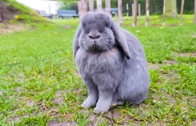 Rabbit - Bunny