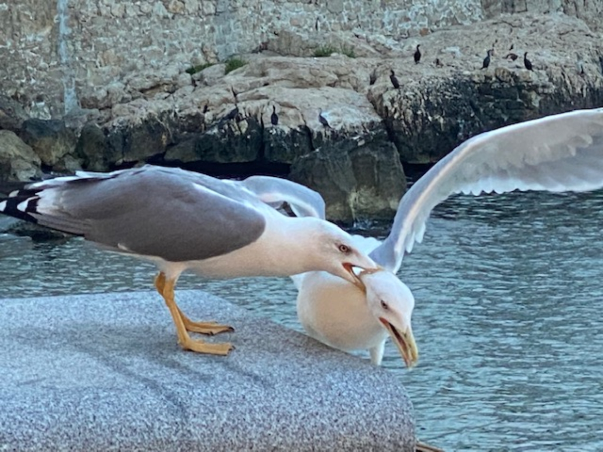 Seagull - Zeemeeuw - Birdwatching
