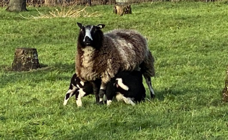 Lambs day