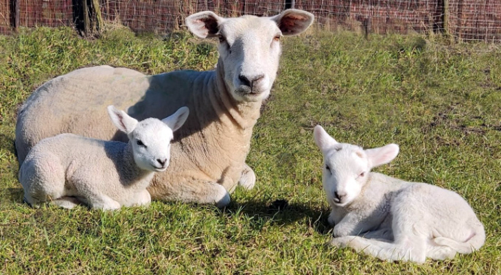 Lovely lambs to hug on a sheepfarm