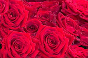 Red Roses flowers of love - Flowers and Blooming Plants