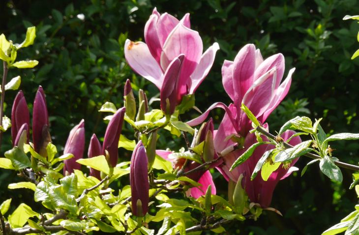 Magnolia 
Blossom 
Spring