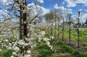 Early blooming orchard