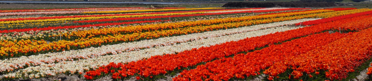 Endless tulip fields