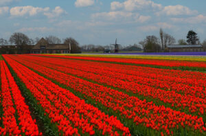 Flowering Bulb Fields - Tulips