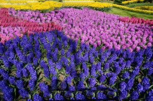 Hyacinth Keukenhof - Flowers and Blooming Plants