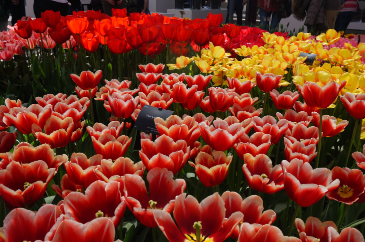 Tulips - Keukenhof Flowers - Flowers and Blooming Plants