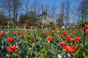Tulips at Keukenhof - Must See Holland