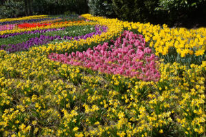 Tulips, daffadils and hyachinth on the Keukenhof - Flowers and Blooming Plants