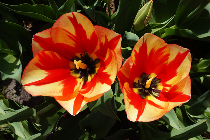 Tulips red and yellow