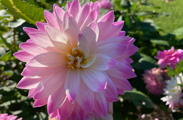 Dutch Flowers - Tuber - Dahlia Flowers and Blooming Plants