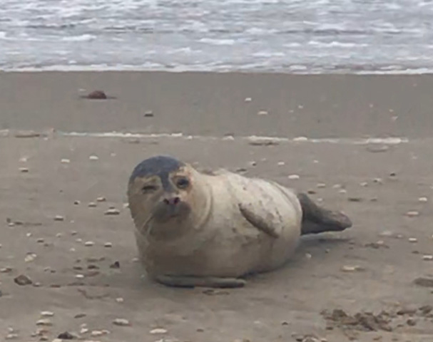 Seal at the beach of Petten - Zoos in the Netherlands