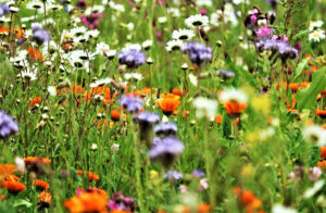 Flowers and Blooming Plants - Wild Flower Field